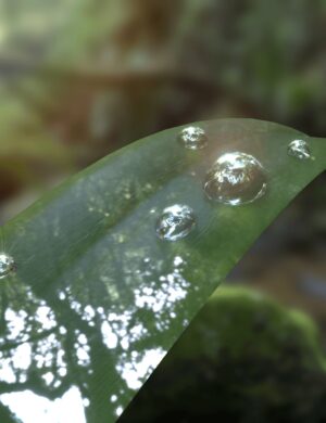 Dewdrop1