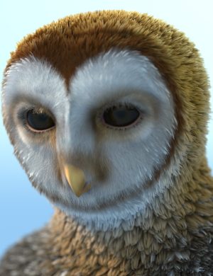 Willbear owlfolk promo 1