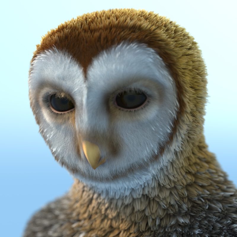 Willbear owlfolk promo 1