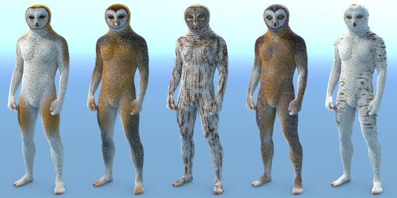 Willbear owlfolk promo 2