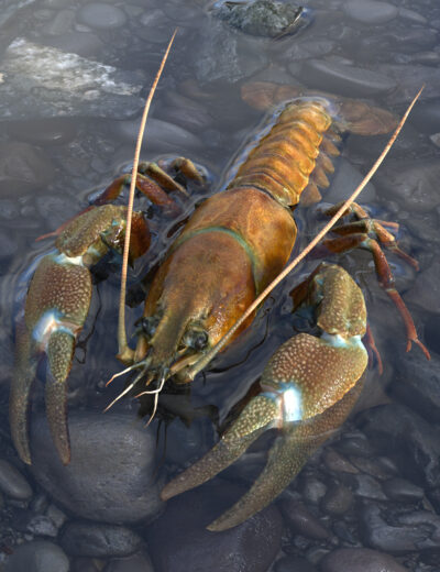 Signal crayfish partially immersed in water
