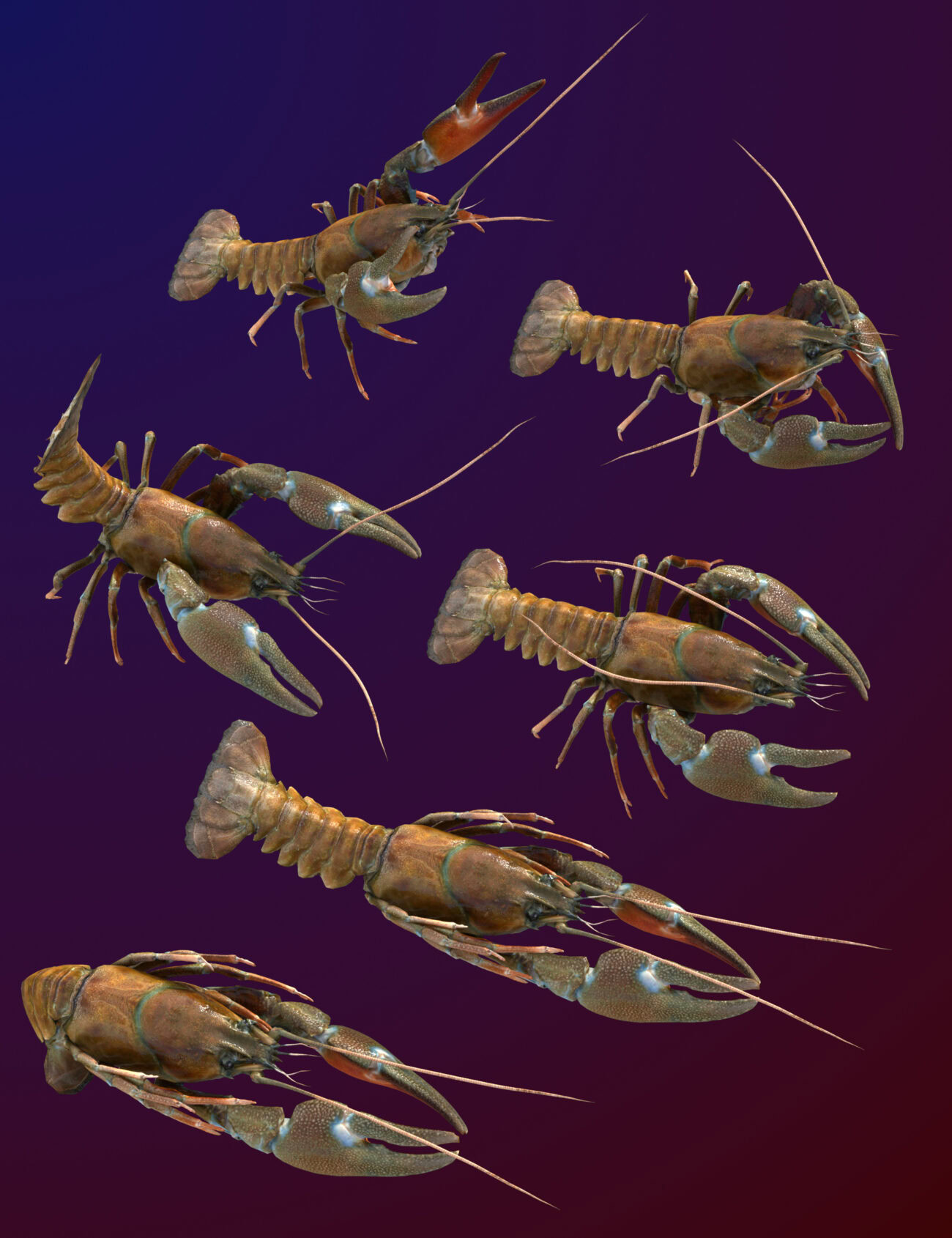 GCJ Crayfish - Image 6